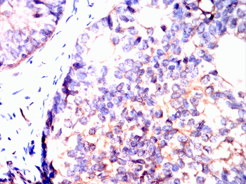 MAPK1 Antibody