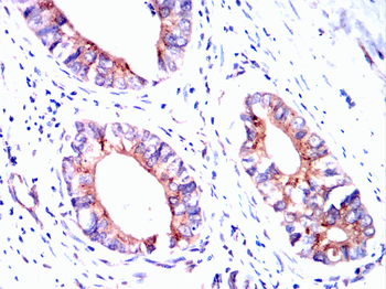 MAPK1 Antibody