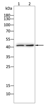 MAPK1 Antibody