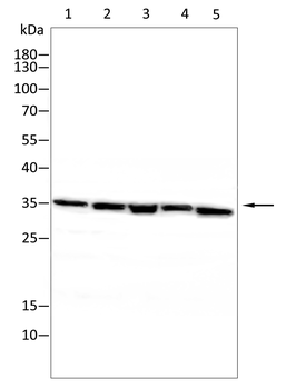 CMA1 Antibody