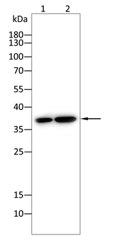 LDHB Antibody