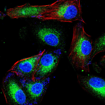 CNN1 Antibody