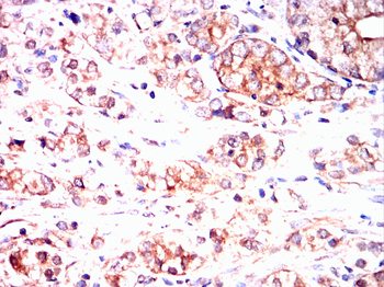 RPS3 Antibody