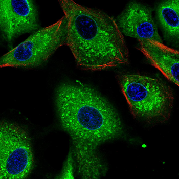 YBX1 Antibody