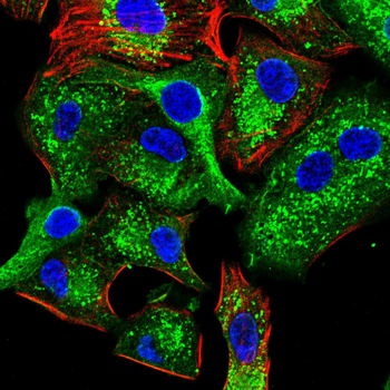 HSPH1 Antibody