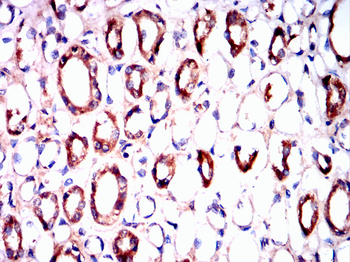HSPH1 Antibody