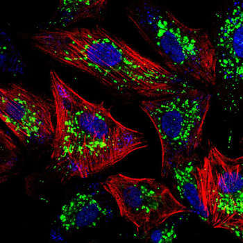 KRT15 Antibody