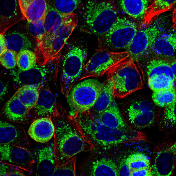 PDX1 Antibody