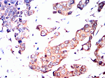 PDX1 Antibody