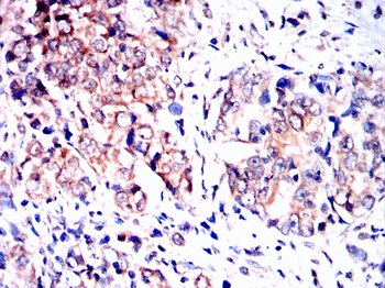 PARK7 Antibody