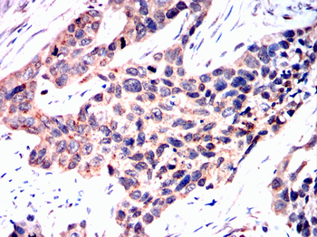 FKBP5 Antibody