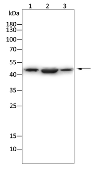 FKBP5 Antibody