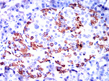 GCG Antibody