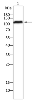 NEDD4L Antibody