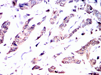STAT5A Antibody