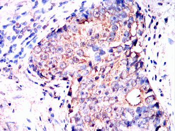GPX1 Antibody