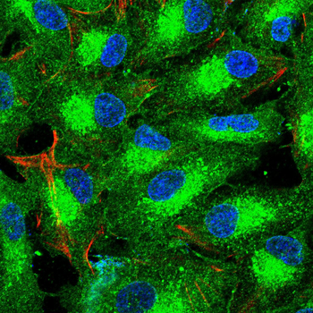 RXRA Antibody