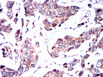 RXRA Antibody