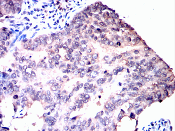 RXRA Antibody