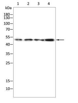 HNRNPK Antibody
