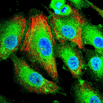 HNRNPK Antibody