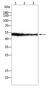 HNRNPK Antibody