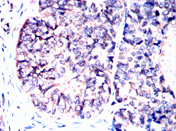 SNCA Antibody