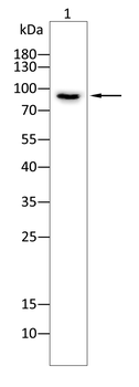 GSN Antibody