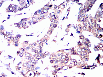 HTT Antibody