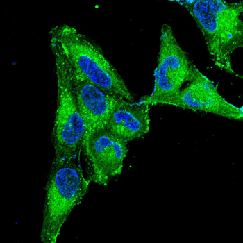 PRNP Antibody