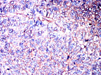 PRNP Antibody