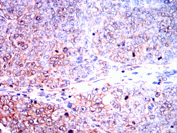 PRNP Antibody