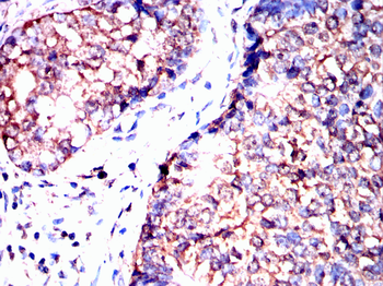 ELAVL1 Antibody