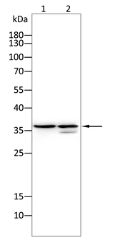 ELAVL1 Antibody