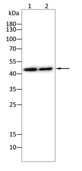 TERF2IP Antibody
