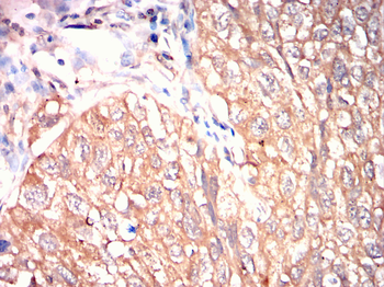 EI2BG Antibody
