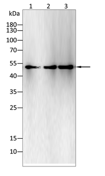 ATG4D Antibody