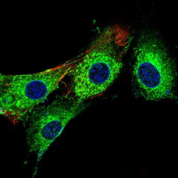FZR1 Antibody