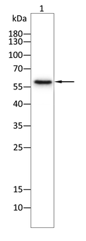 CYP2C9 Antibody