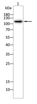 PRDM10 Antibody
