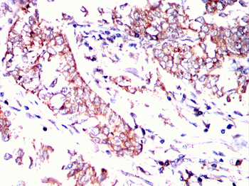 CYP1A2 Antibody