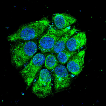LTF Antibody