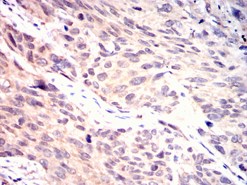 CNOT4 Antibody