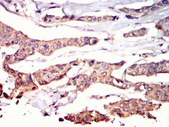 PRKAB1 Antibody