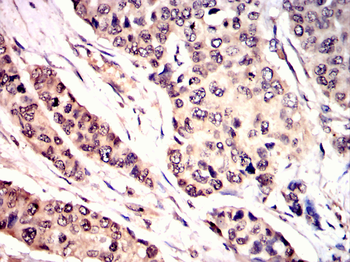 TLE1 Antibody