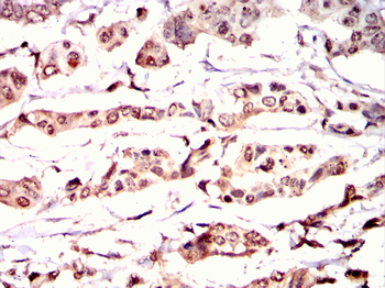 TLE1 Antibody