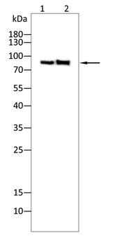 TLE1 Antibody