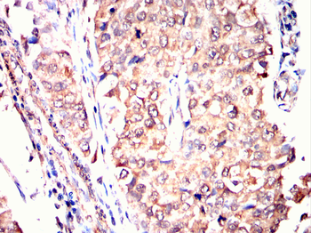 ATG12 Antibody