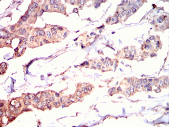 GNPDA1 Antibody