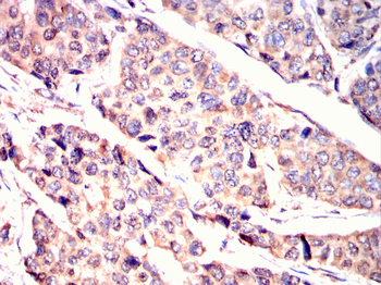 RUVBL1 Antibody